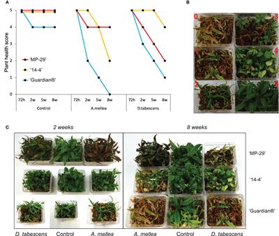 Transcriptomics reveal the genetic coordination of early defense to Armillaria root rot (ARR) in Prunus spp